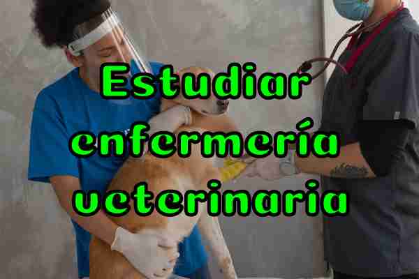 Estudiar enfermería veterinaria GUÍA 2023