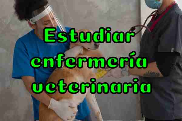 estudiar enfermeria veterinaria